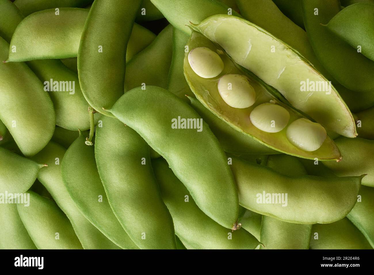 Ein Haufen Erbsenschoten, mit offenen Schoten und sichtbaren Samen, eine Art Hülsenfrüchte, die wegen ihrer nahrhaften Samen und Schoten weit verbreitet ist, geerntetes Gemüse Stockfoto