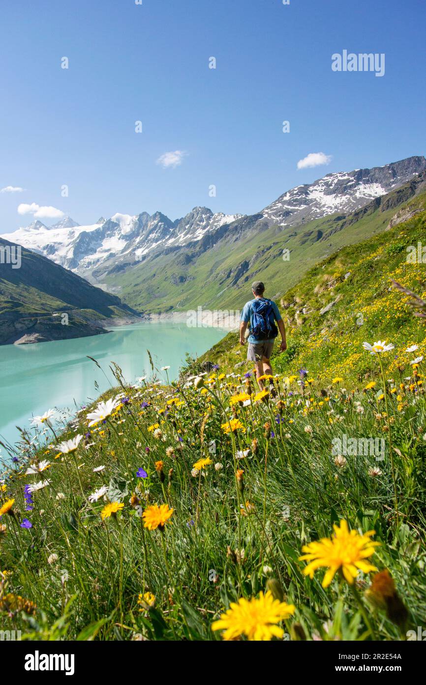 Walker und sommerliche Alpenblumen am Ufer des Moiry Reservoirs mit Bergen im Hintergrund, Grimentz, Schweiz. Stockfoto
