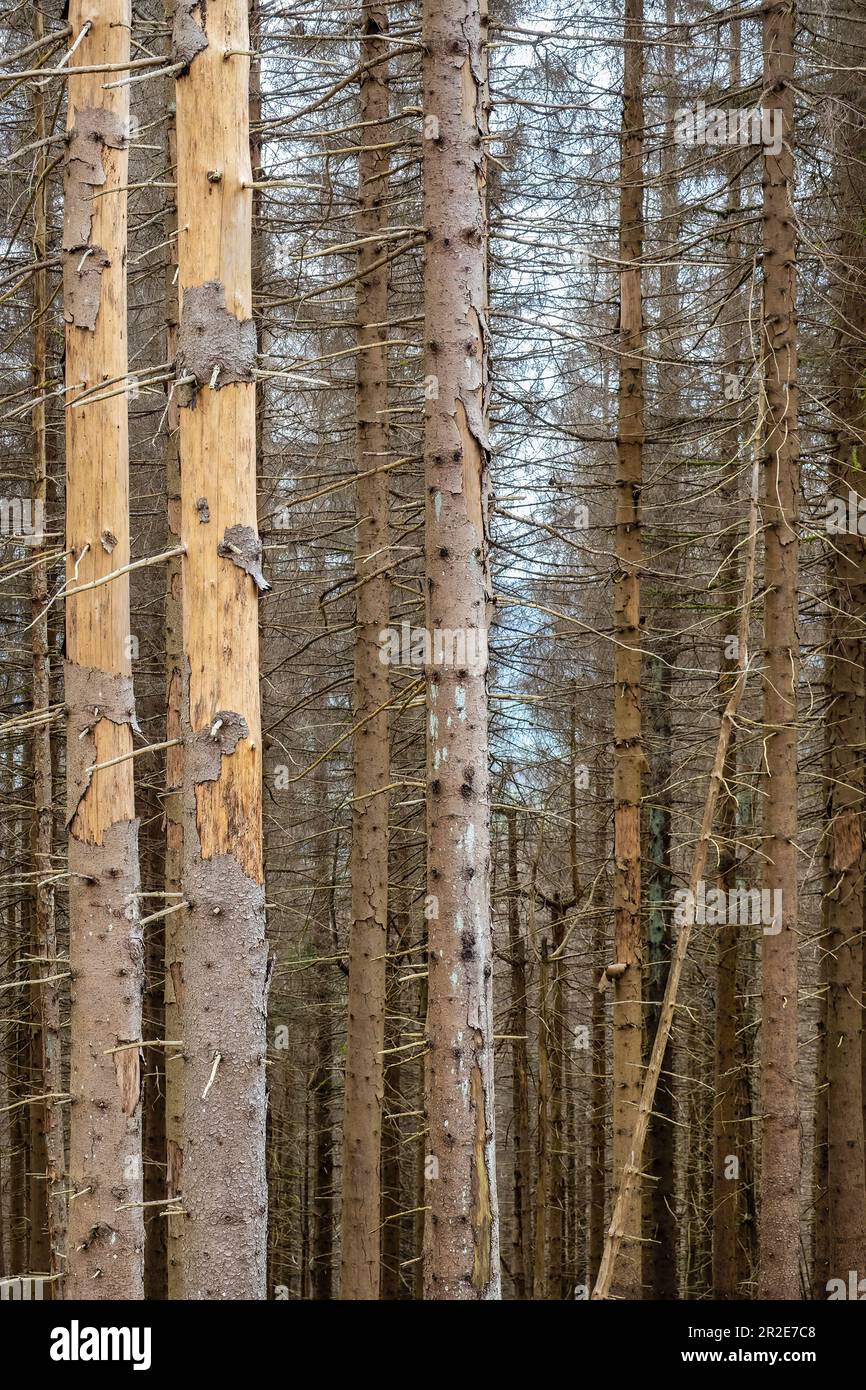 Wald von toten Bäumen. Waldrückgang im Harz-Nationalpark Niedersachsen. Sterbende Fichten, Dürre und Rindenkäfer-Befall. Stockfoto