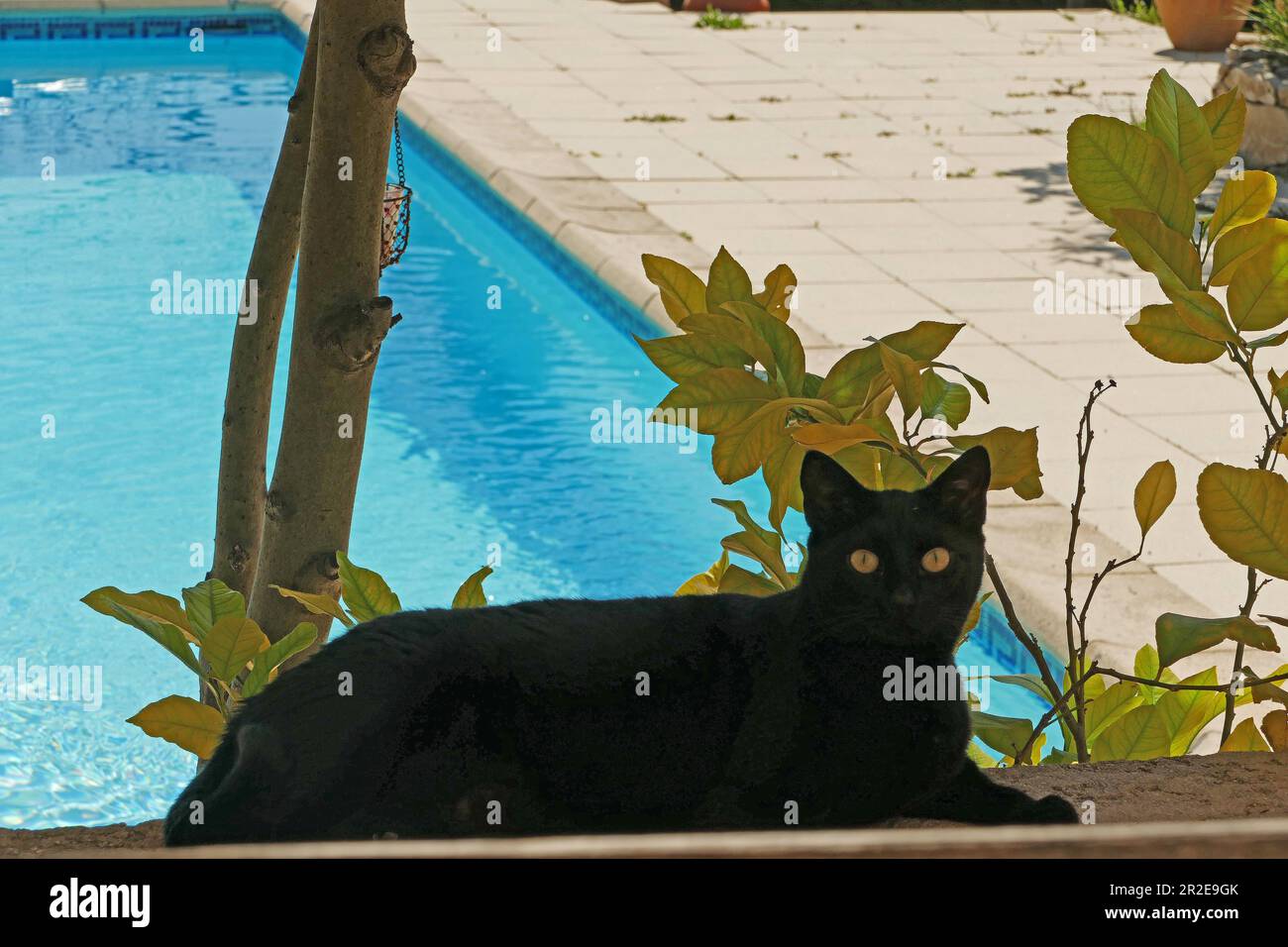 Schwarzer Panther, Katze Baghera in der Provence Stockfoto