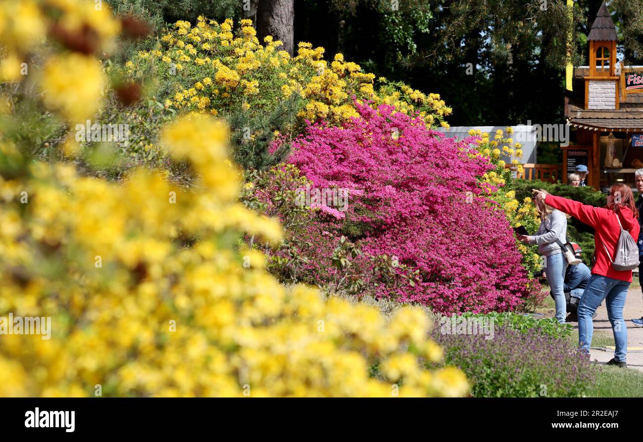 19. Mai 2023, Mecklenburg-Vorpommern, Graal-Müritz: Im Rhododendron-Park wandern Besucher zwischen den blühenden Rhododendron- und Azaleabüschen. Das traditionelle Rhododendron Park Festival findet vom 19. Bis 21. Mai 2023 im 4,5 ha großen Park statt. Der Park wurde 1955 - 1961 vom Rostocker Gartenarchitekten Friedrich-Karl Evert auf einer ehemaligen Sandgrube erbaut. Es ist eines der größten in Deutschland und wurde 1986 zum Denkmal erklärt. Foto: Bernd Wüstneck/dpa Stockfoto