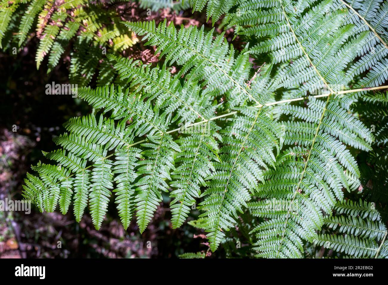 Polypodiophyta, Polypodiopsida oder Farnfronten im Sommer in üppigem Grün Stockfoto