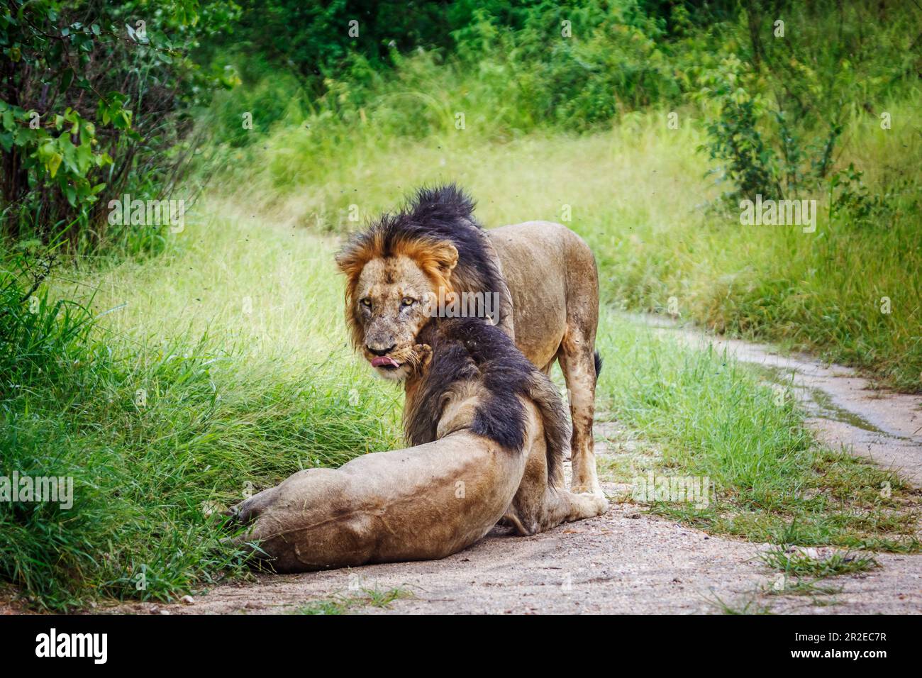 Zwei männliche afrikanische Löwen, die sich im Kruger-Nationalpark, Südafrika, anfreunden; Specie Panthera leo Familie der Felidae Stockfoto