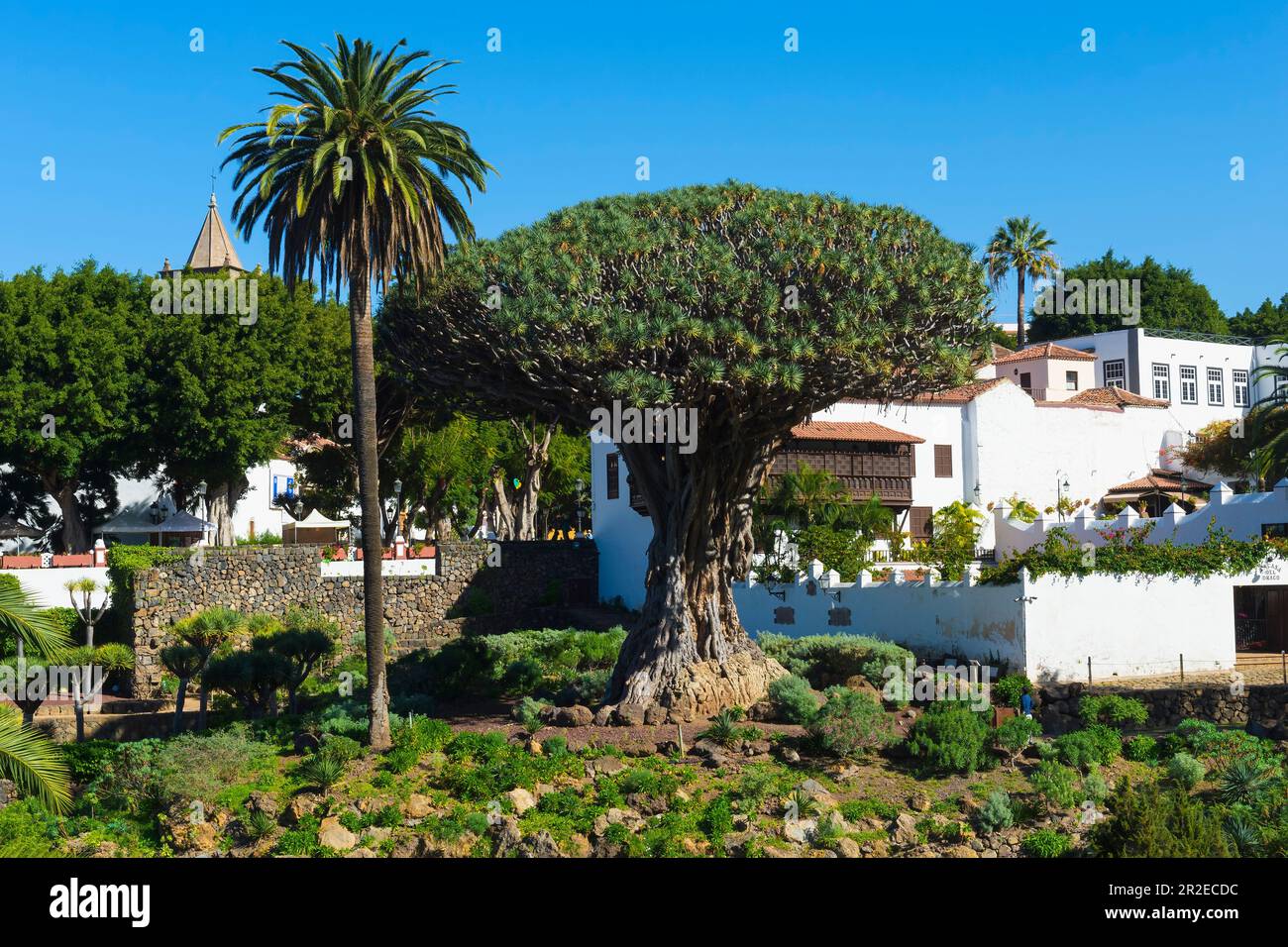 Tausendjähriger Drachenbaum (Dracaena draco), Icod de los Vinos, Tenera, Kanarische Inseln, Spanien Stockfoto