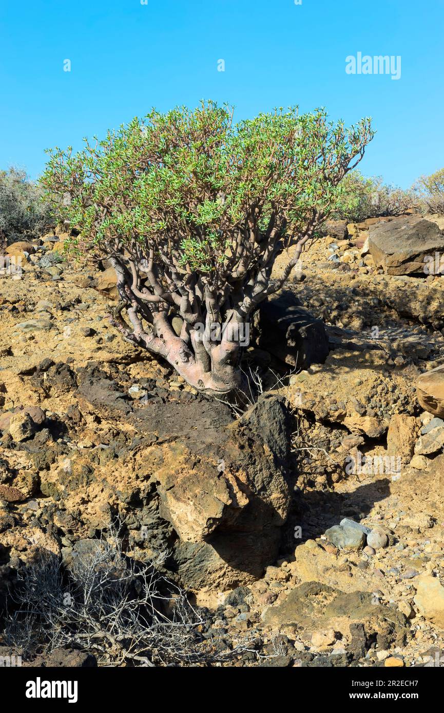 Umweltreserve San Blas, San Miguel de Abona, Tenera, Kanarische Inseln, Spanien Stockfoto