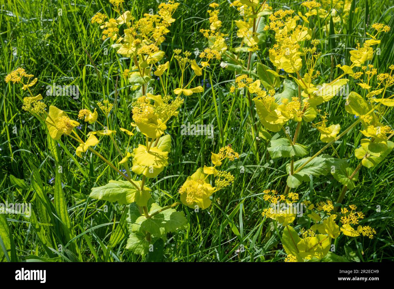 Perfoliate Alexanders (Smyrnium perfoliatum), eine invasive gebietsfremde Pflanzenart, die in Surrey, England, Vereinigtes Königreich, wächst Stockfoto