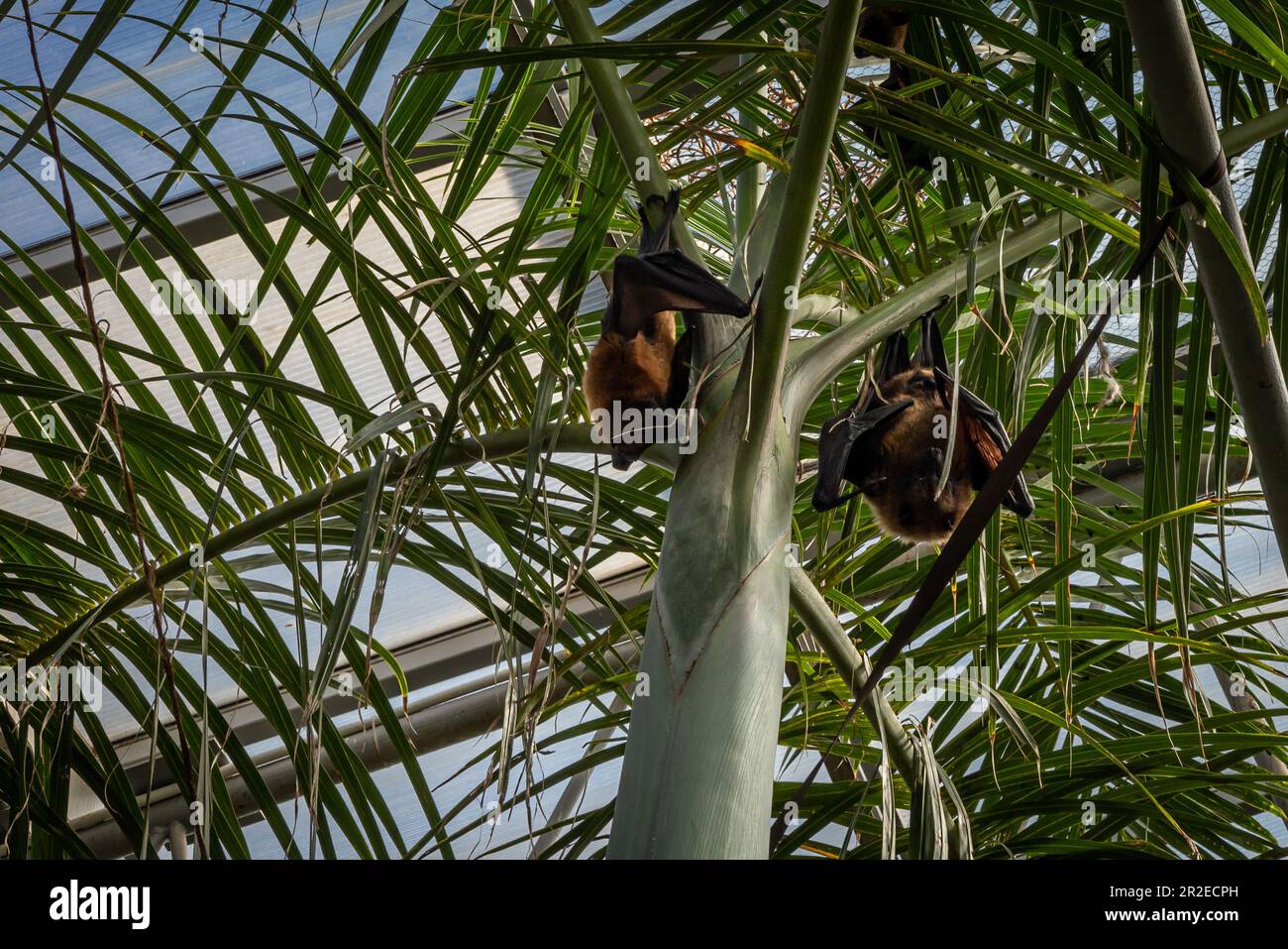 Zwei Madagaskar-Füchse hängen an einer Palme. Stockfoto