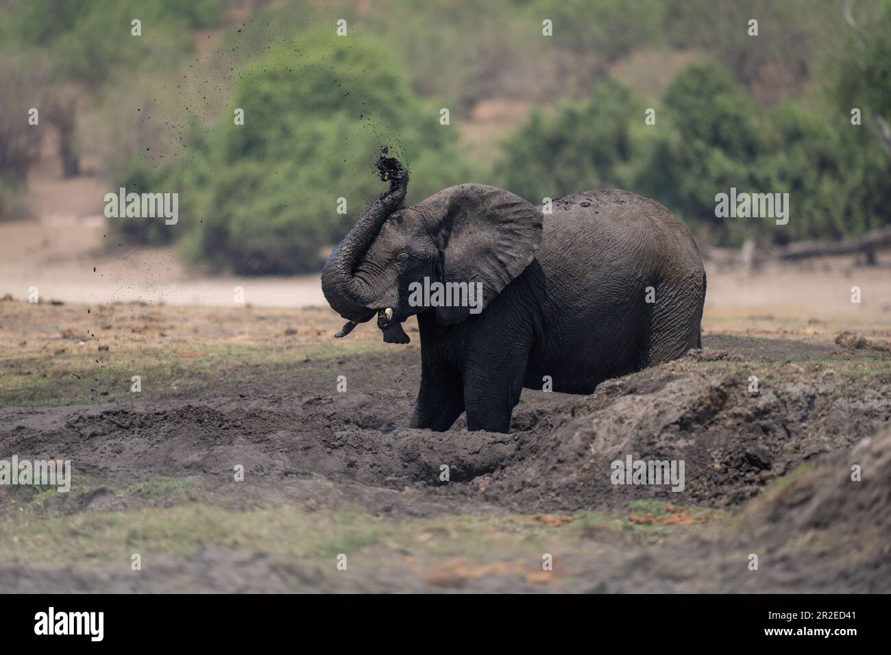 Afrikanischer Buschelefant spritzt Schlamm über den Kopf Stockfoto