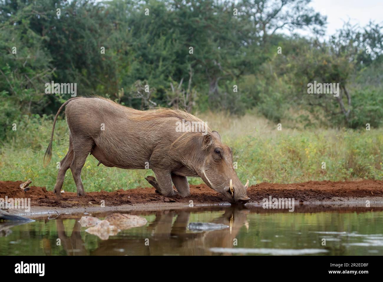 Gewöhnliches Warzenschwein am Wasserloch im Kruger-Nationalpark ...