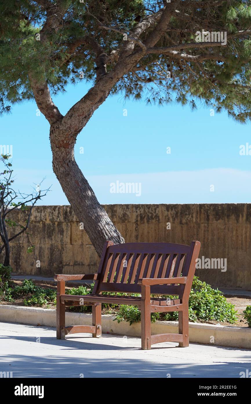 Eine ruhige Szene einer leeren Holzbank unter einer Kiefer an einem sonnigen Tag Stockfoto