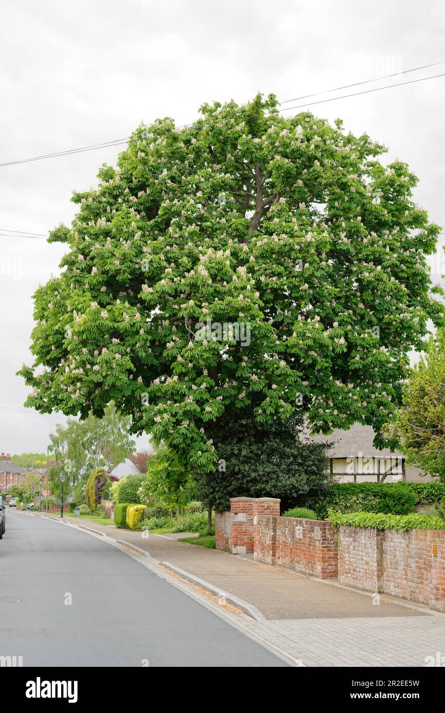 Ein wunderschöner Rosskastanienbaum mit weißen Kerzenblumen. England im Frühling. Mitte Mai in Blüte. Stockfoto