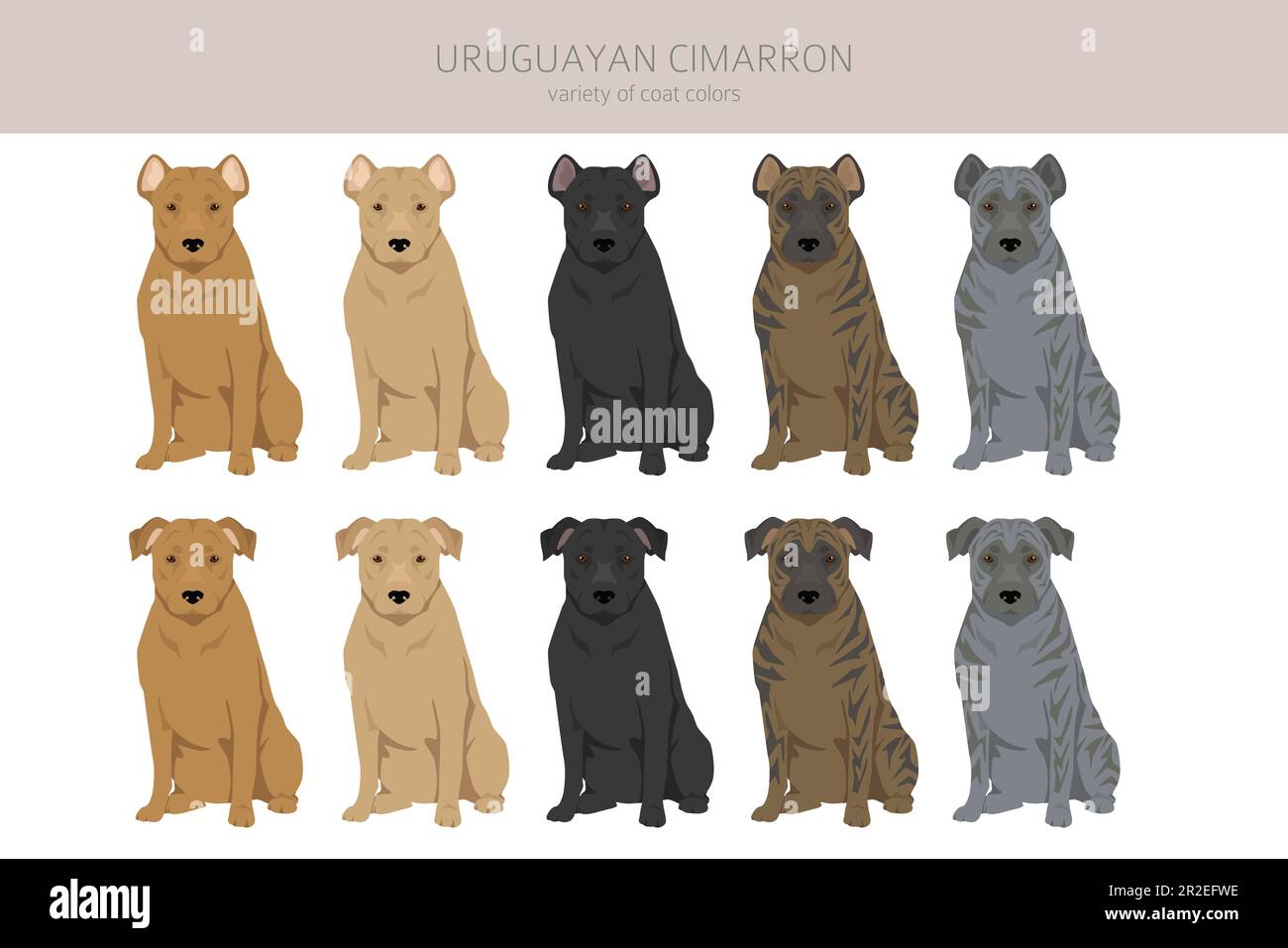 Uruguayischer Cimarron-Clipart. Alle Fellfarben eingestellt. Alle Hunderassen Merkmale Infografik. Vektorgrafik Stock Vektor