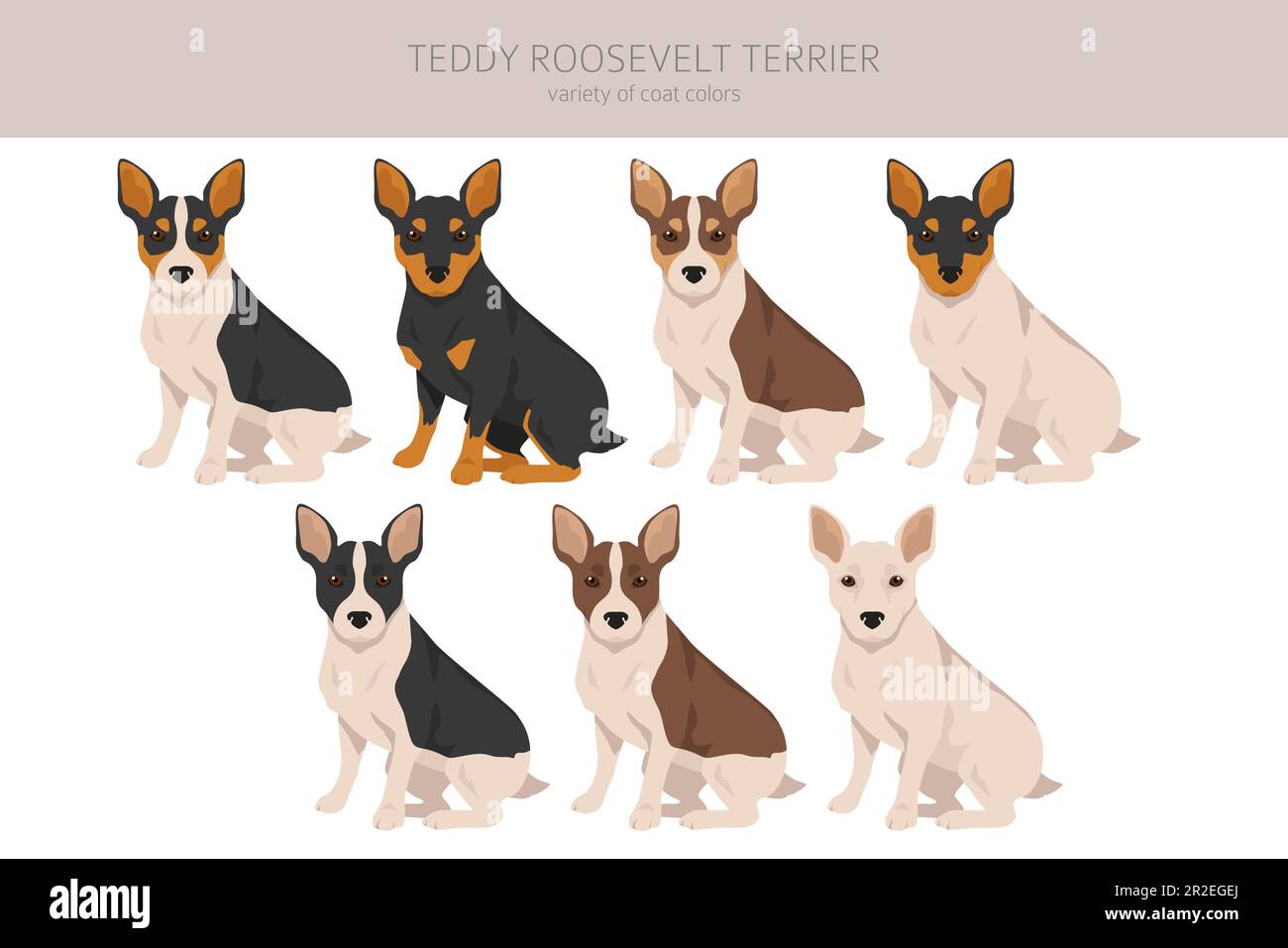 Teddy Roosevelt Terrier Clipart. Verschiedene Posen, Fellfarben eingestellt. Vektorgrafik Stock Vektor