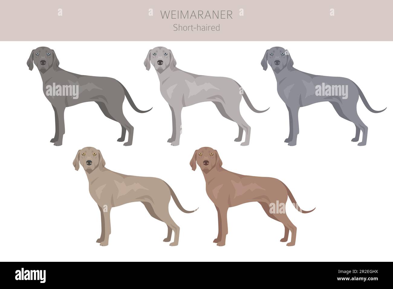 Weimaraner verkürzte Hundeklippe. Alle Mantelfarben eingestellt. Infografik zu den Merkmalen aller Hunderassen. Vektordarstellung Stock Vektor