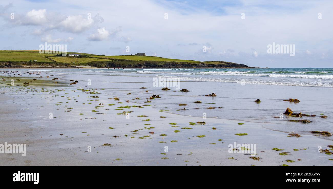 Sandstrand an einem Sommertag. Küstenlandschaft Irlands. Algen am Sandstrand nach Ebbe. Inchydoney Beach. Stockfoto