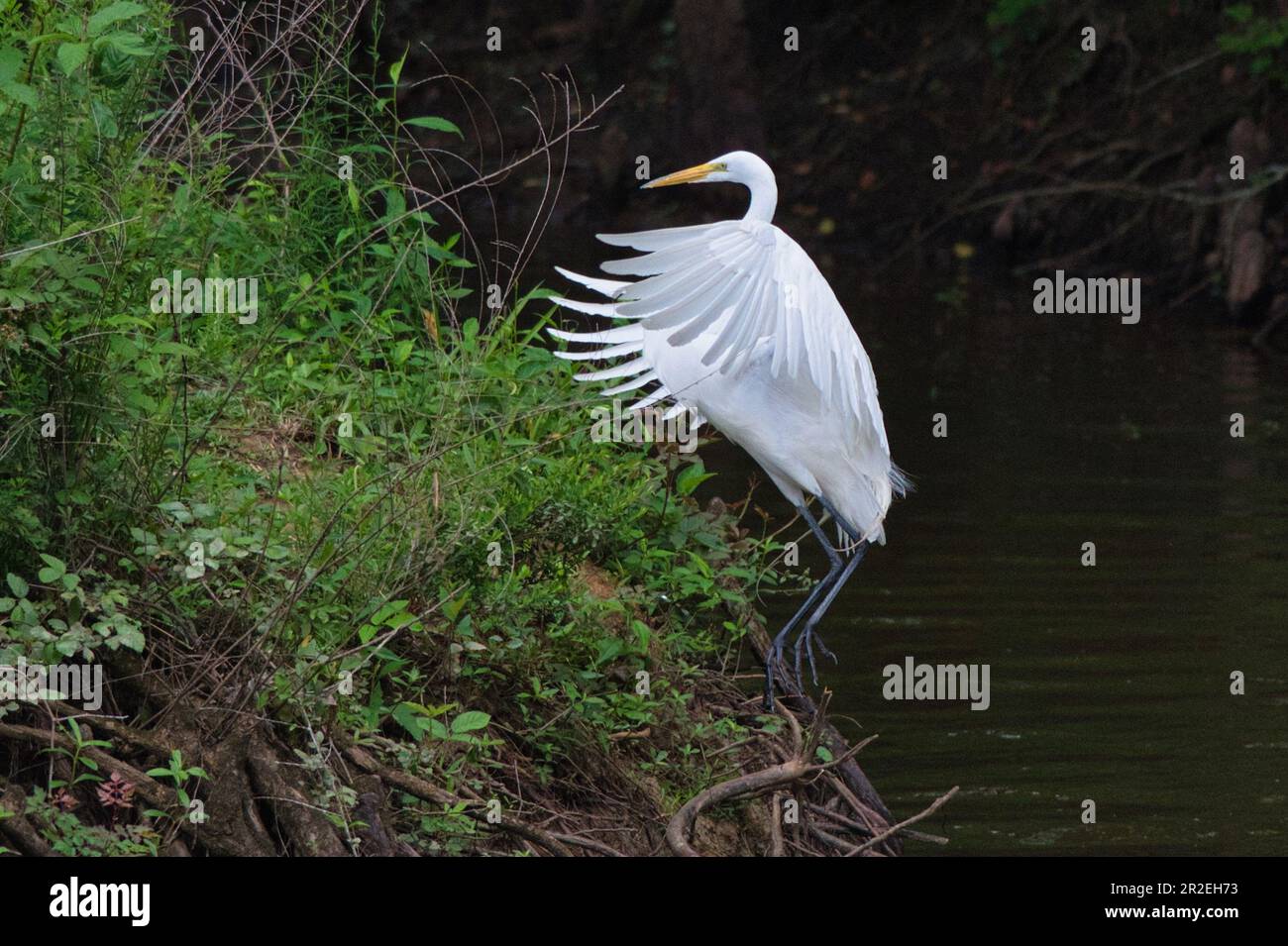 Ein Great Egret hebt sich vom Bluff Lake in der Nähe von Starkville, Mississippi, ab. Stockfoto