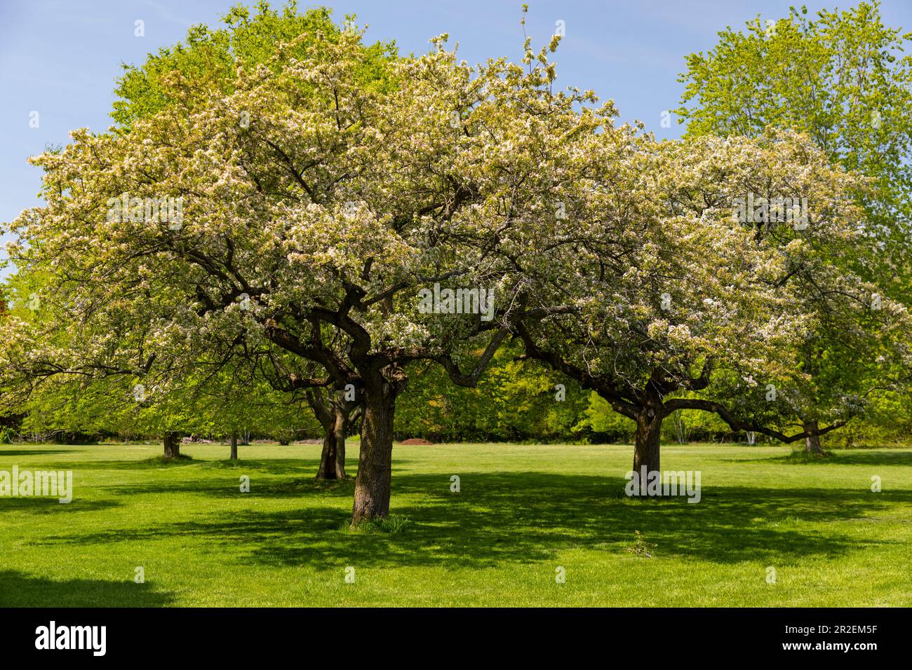 Royal Botanical Gardens Arboretum Hamilton Ontario Kanada. Stockfoto