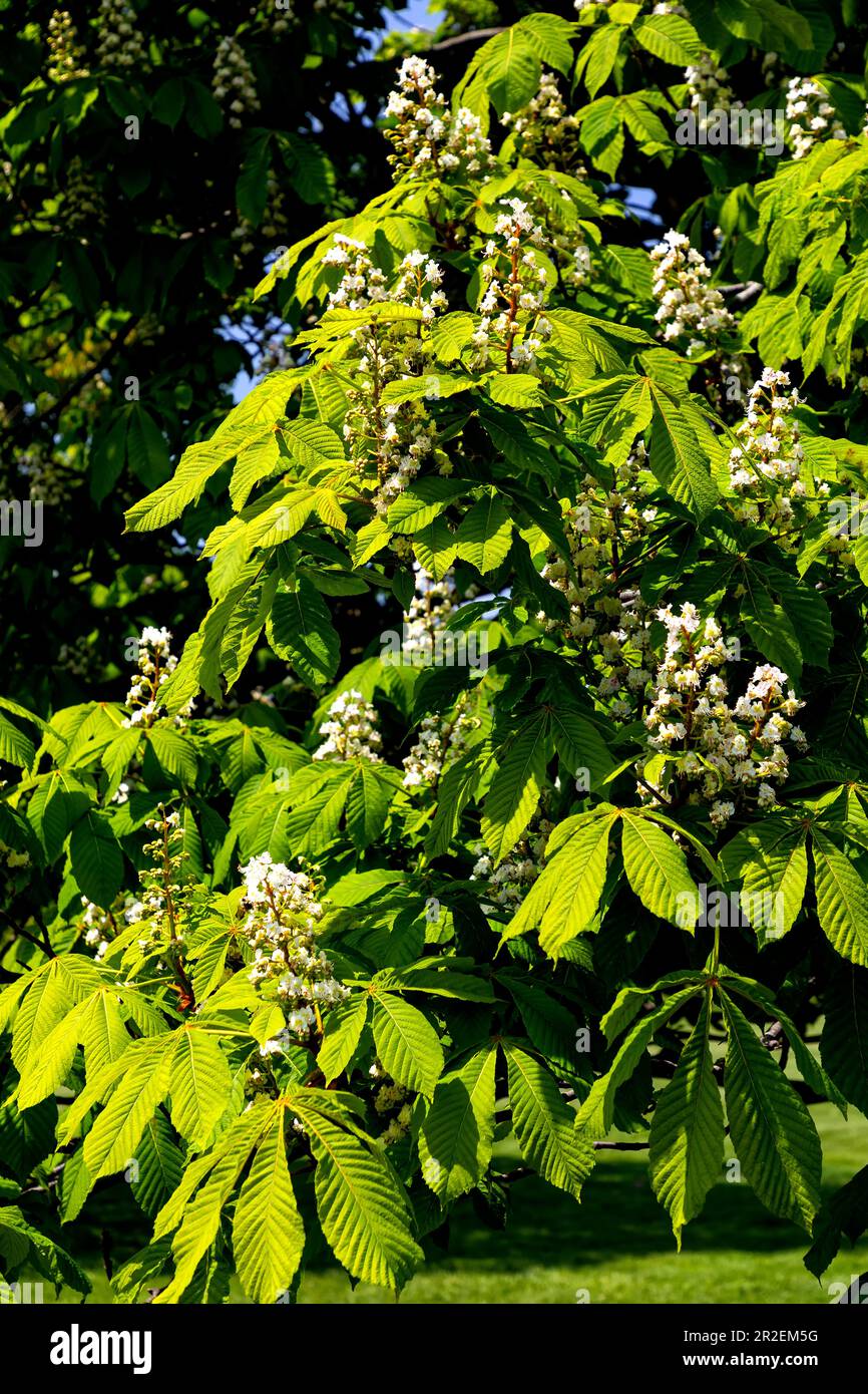 Royal Botanical Gardens Arboretum Hamilton Ontario Kanada. Der Kastanienbaum (Aesculus hippocastanum). Stockfoto