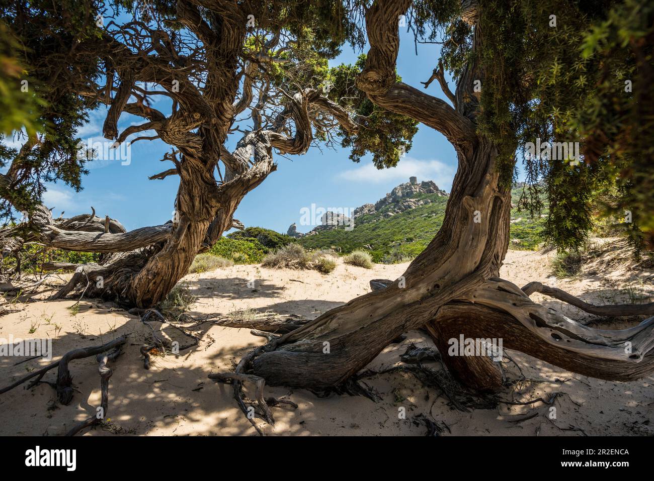 Alte phönizische Wacholder (Juniperus phoenicea) am Strand, Roccapina, nahe Sartène, Corse-du-Sud, Korsika, Frankreich Stockfoto