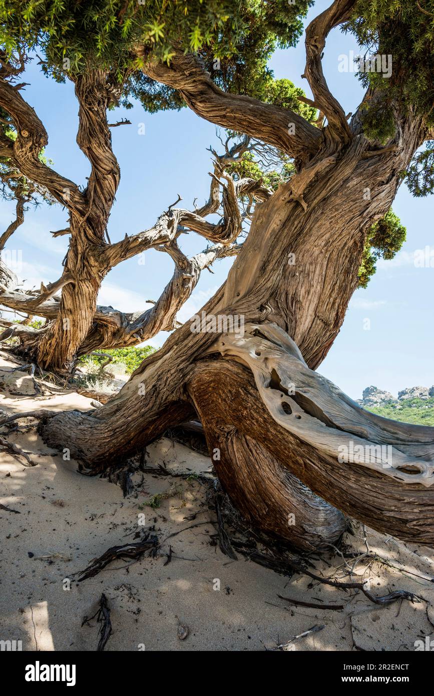 Alte phönizische Wacholder (Juniperus phoenicea) am Strand, Roccapina, nahe Sartène, Corse-du-Sud, Korsika, Frankreich Stockfoto