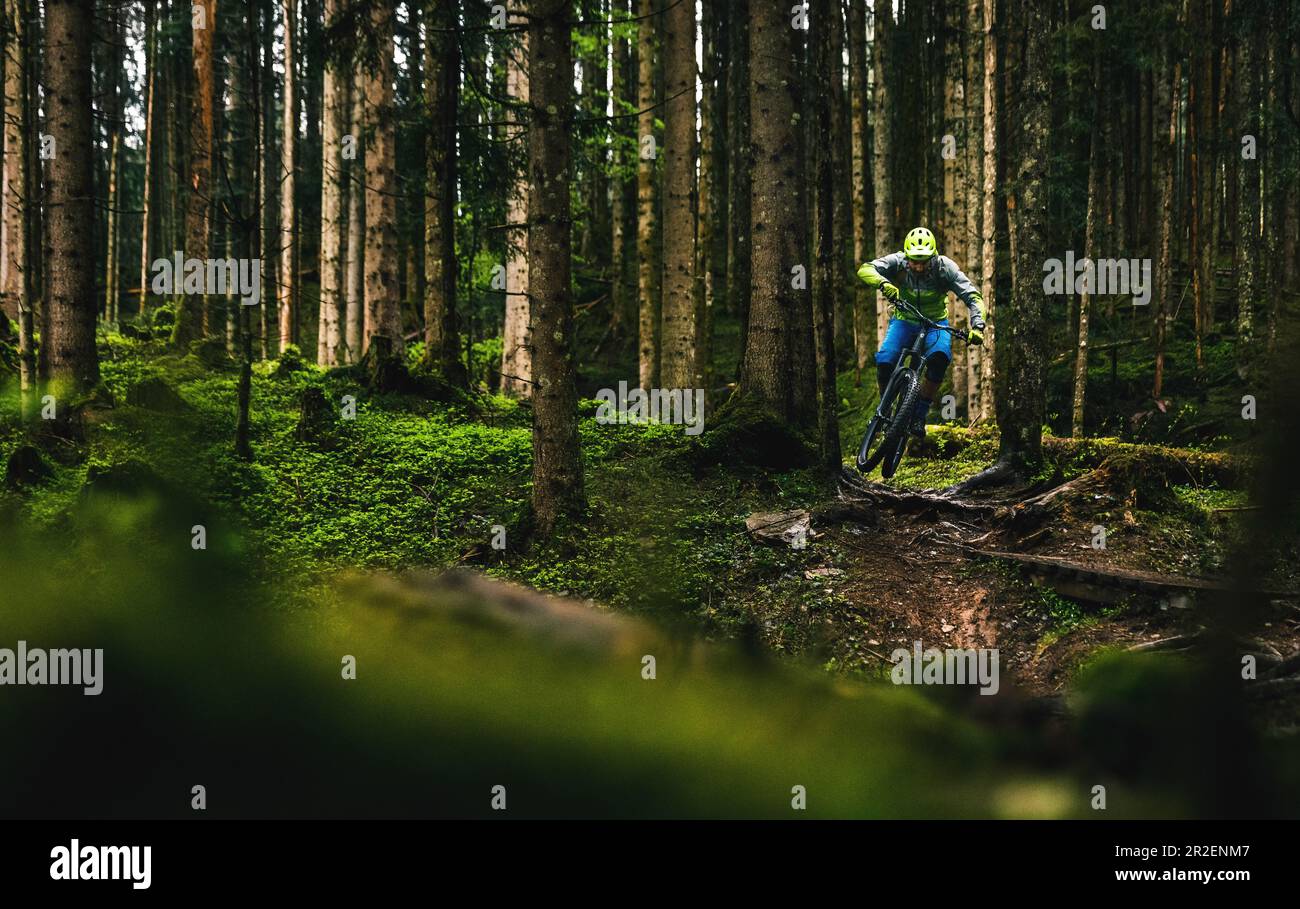 Mountainbiker springt über eine Wurzel zwischen zwei Bäumen im Regen und mystische Stimmung im Wald, Kitzbüheler Alpen, Tirol, Österreich Stockfoto