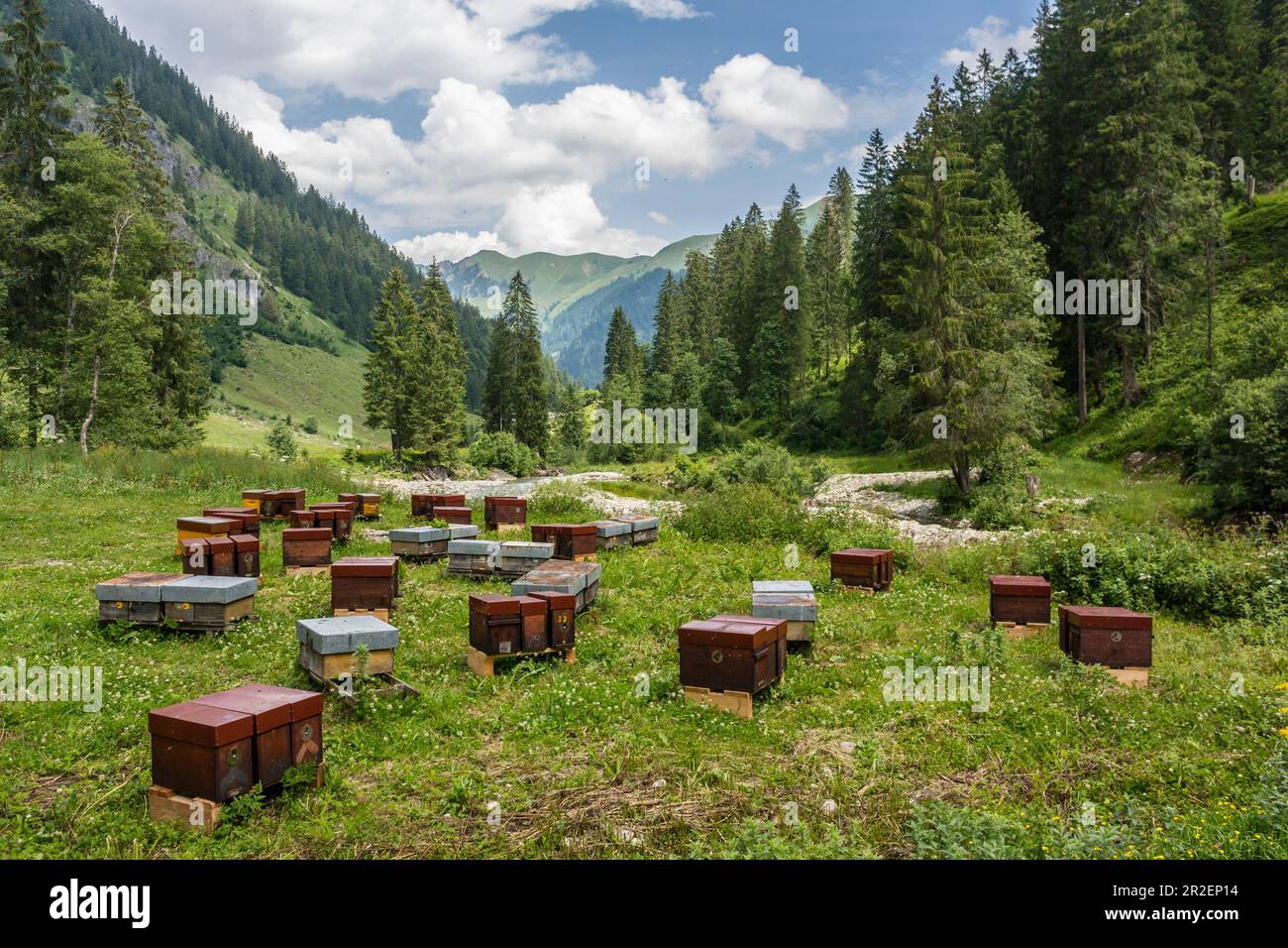 Honigbienen in Bienenstöcken stehen mitten im Pamorama der Berge des Allgäu. Deutschland, Bayern, Oberallgäu Stockfoto