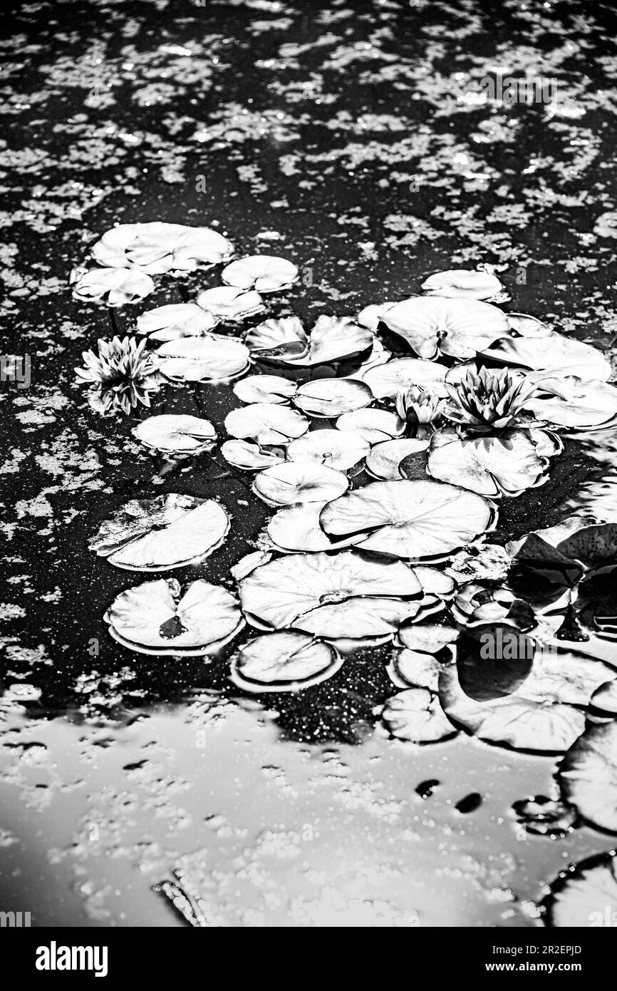 Große Blätter und Blumen der pinkfarbenen Collosea Wasserlilie und Nishikigoi Amur Karpfen in einem Teich Stockfoto