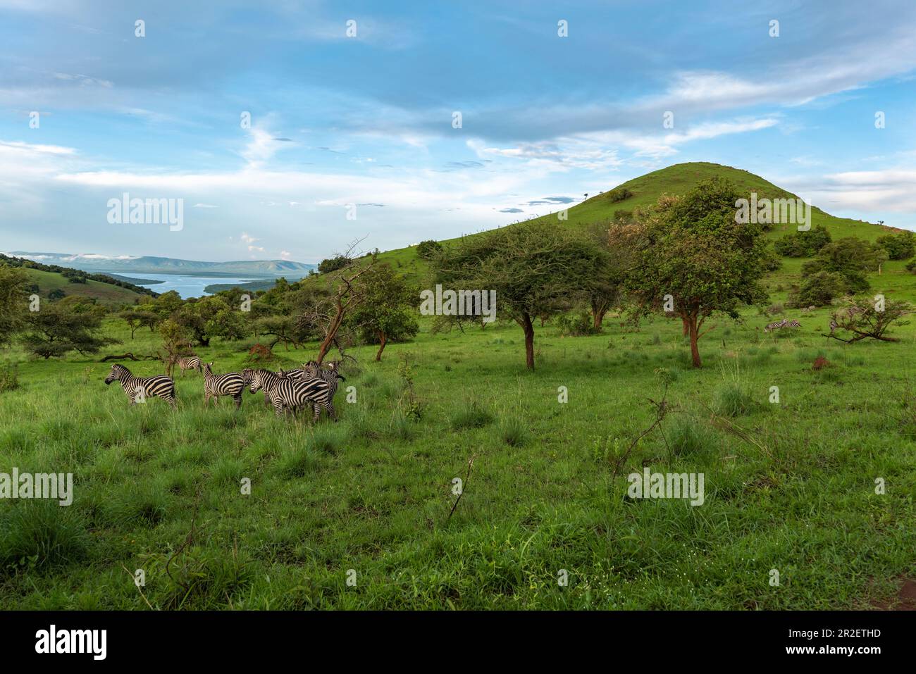 Zebras auf Grünland mit Bergen und See dahinter, Akagera-Nationalpark, östliche Provinz, Ruanda, Afrika Stockfoto