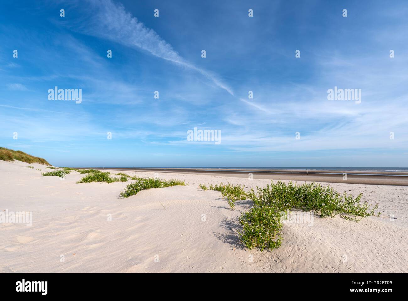 Sanddünen und Europäischer Senf (Cakile maritima), Wangerooge, Ostfriesische Inseln, Friesland District, Niedersachsen, Deutschland, Europa Stockfoto