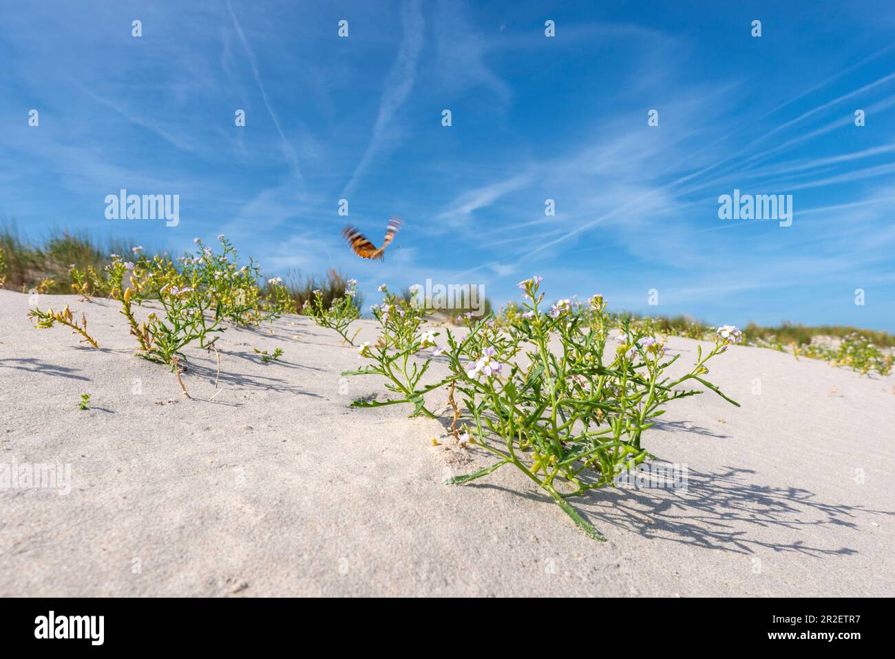 Sanddünen, europäischer Senf (Cakile maritima) und gemalte Dame (Vanessa cardui), Wangerooge, Ostfriesische Inseln, Friesland District, Niedersachsen Stockfoto