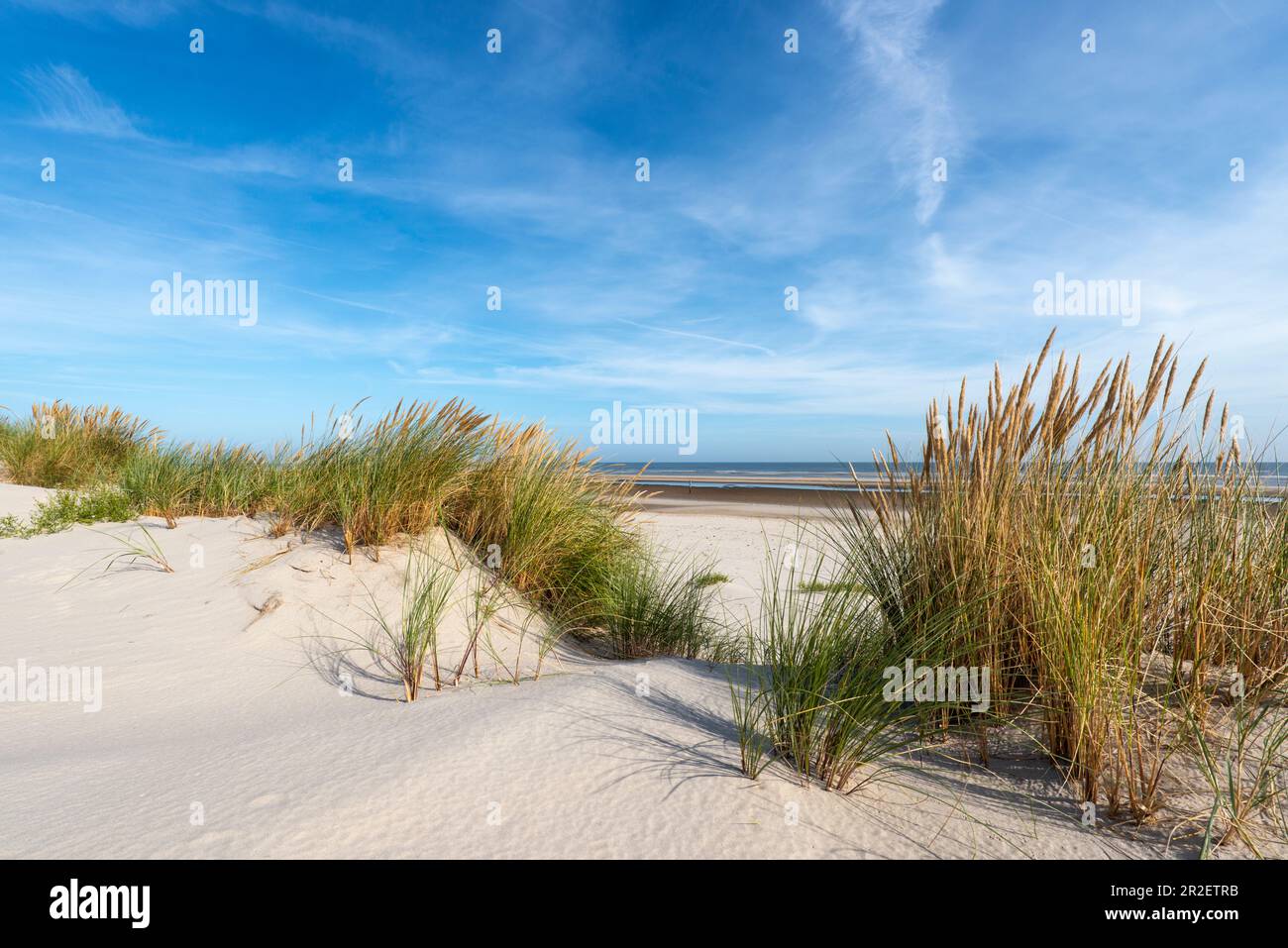 Sanddünen und Strandgras, Wangerooge, Ostfriesische Inseln, Friesland District, Niedersachsen, Deutschland, Europa Stockfoto