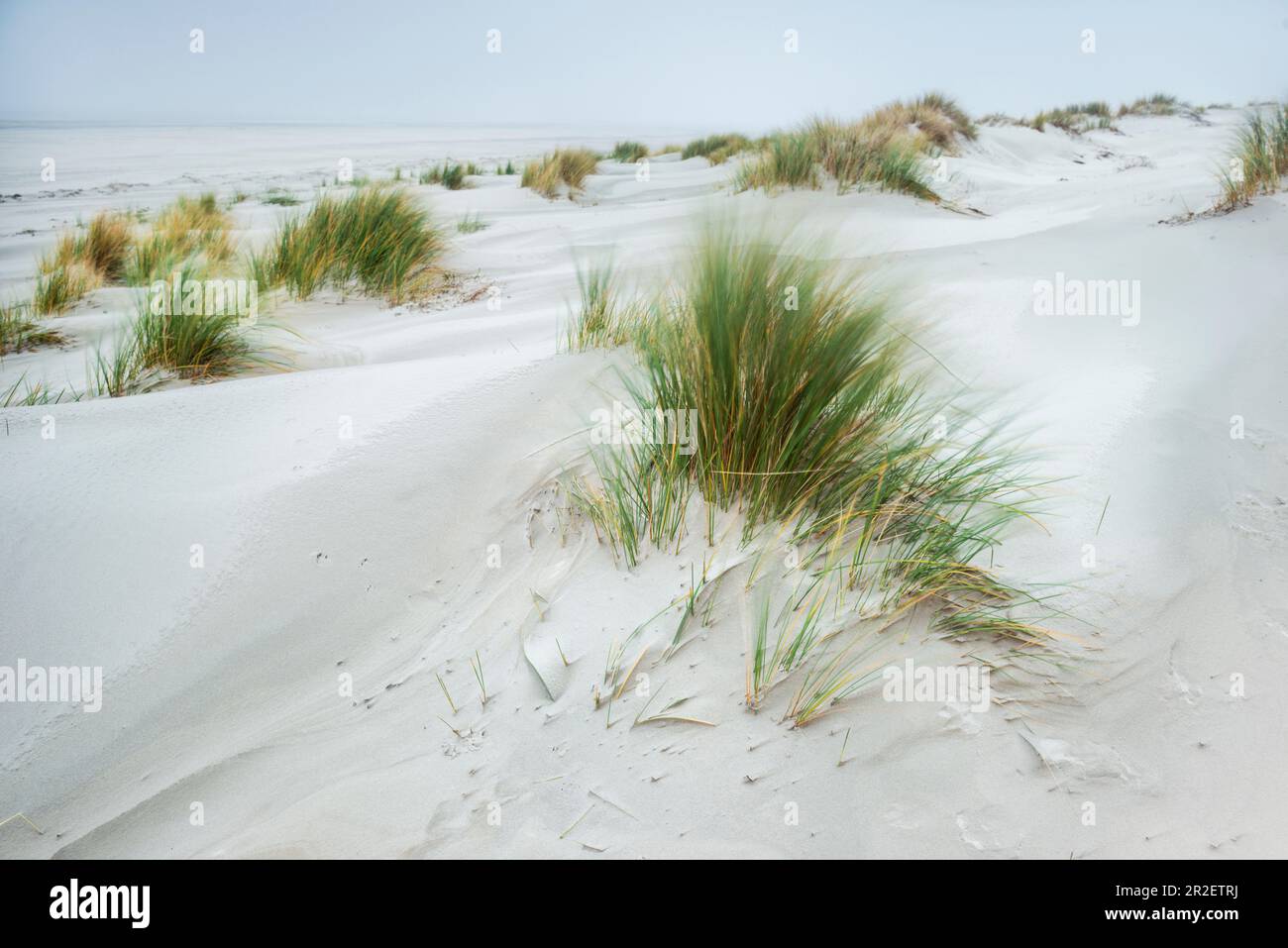 Sanddünen und Dünengras im Nebel, Spiekeroog, Ostfriesische Inseln, Wittmund District, Ostfriesien, Niedersachsen, Deutschland, Europa Stockfoto