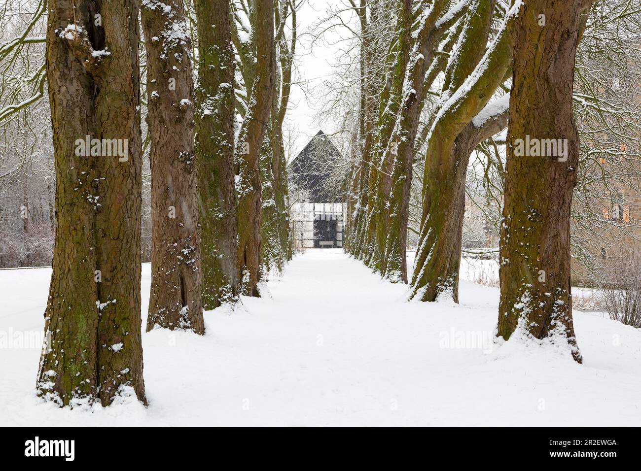 Kastanienallee im Winter in der Burg Haus Kemnade, in der Nähe von Hattingen, Ruhrgebiet, Nordrhein-Westfalen, Deutschland Stockfoto