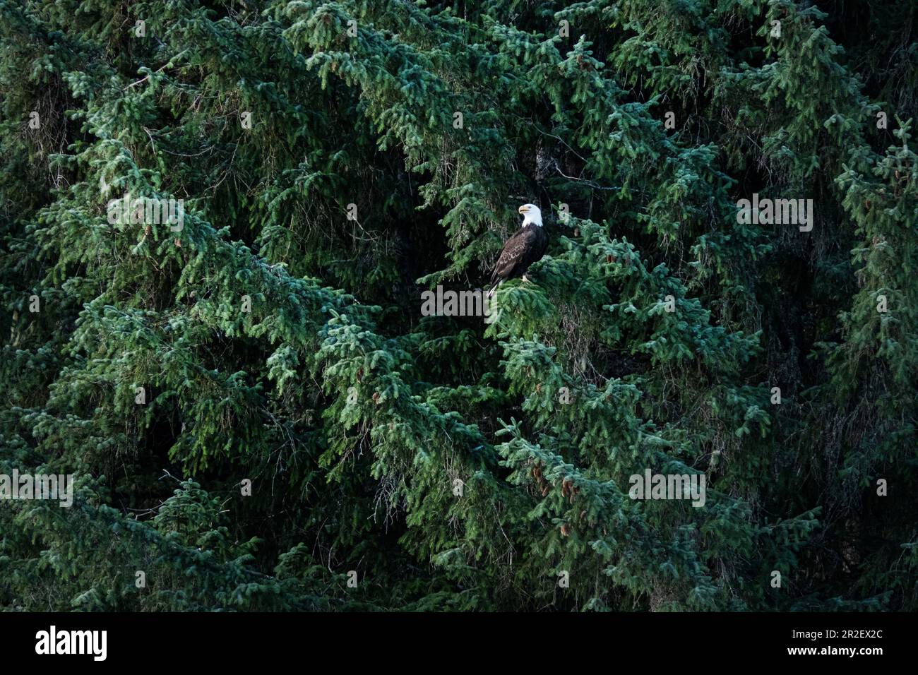 Weißkopfseeadler auf einem Ast, umgeben von Tannenwald. Heines. Alaska Stockfoto