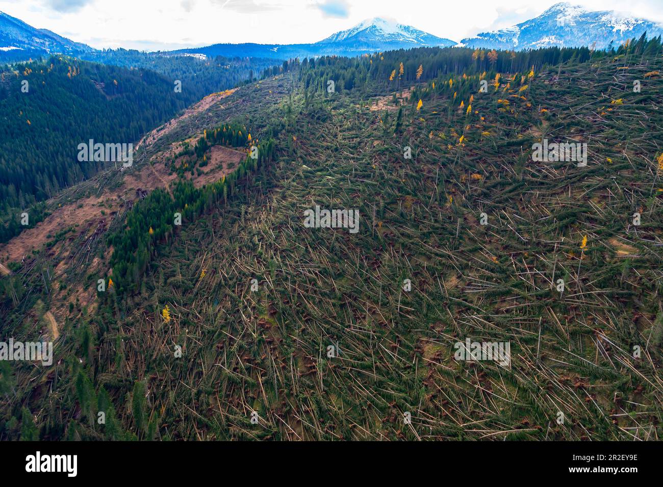 Waldschäden mit Windstößen, die durch den Sturm Vaia am 29. Oktober 2018 in Eggental, Karer Pass, Südtirol, Italien, verursacht wurden Stockfoto