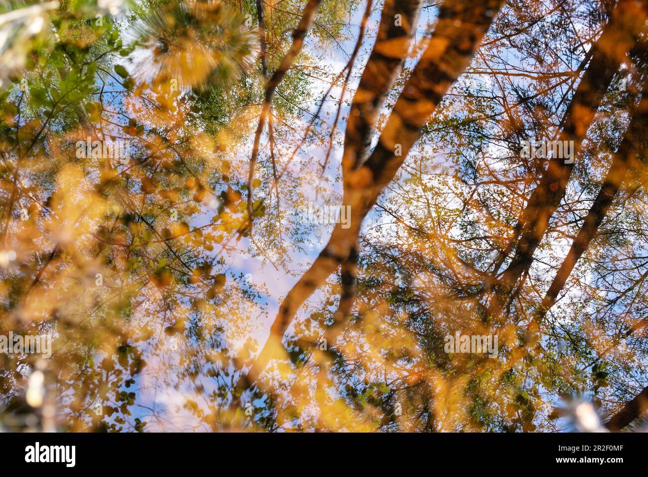 Bäume und Himmel spiegeln sich in Sumpfgewässern, LVM Pokaiņi Wald, Lettland Stockfoto