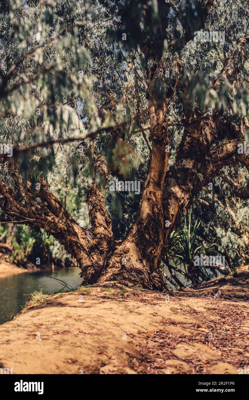 Fluss in der Kimberley-Region in Westaustralien, Australien, Ozeanien; Stockfoto