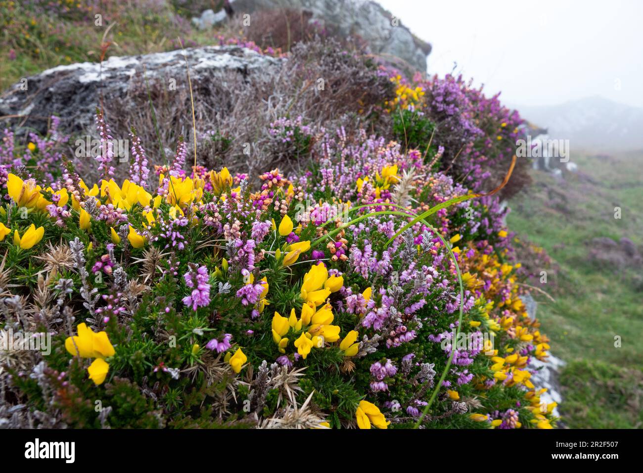 Heather Calluna vulgaris und Gorse in Mizen Head, County Cork, Irland Stockfoto