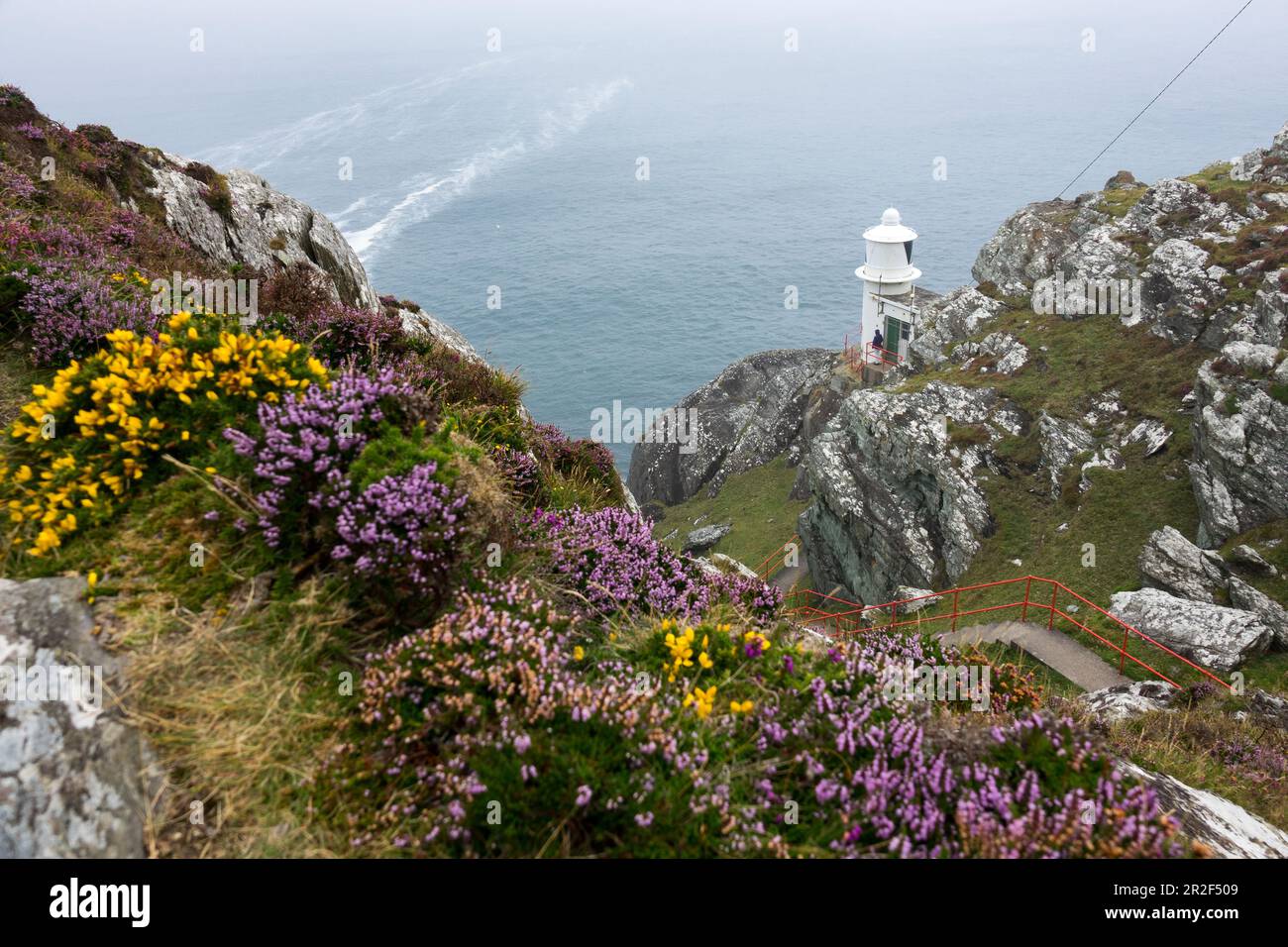 Lighthouse, Heather and Gorse, Sheep's Head, Mizen Head, County Cork, Irland Stockfoto