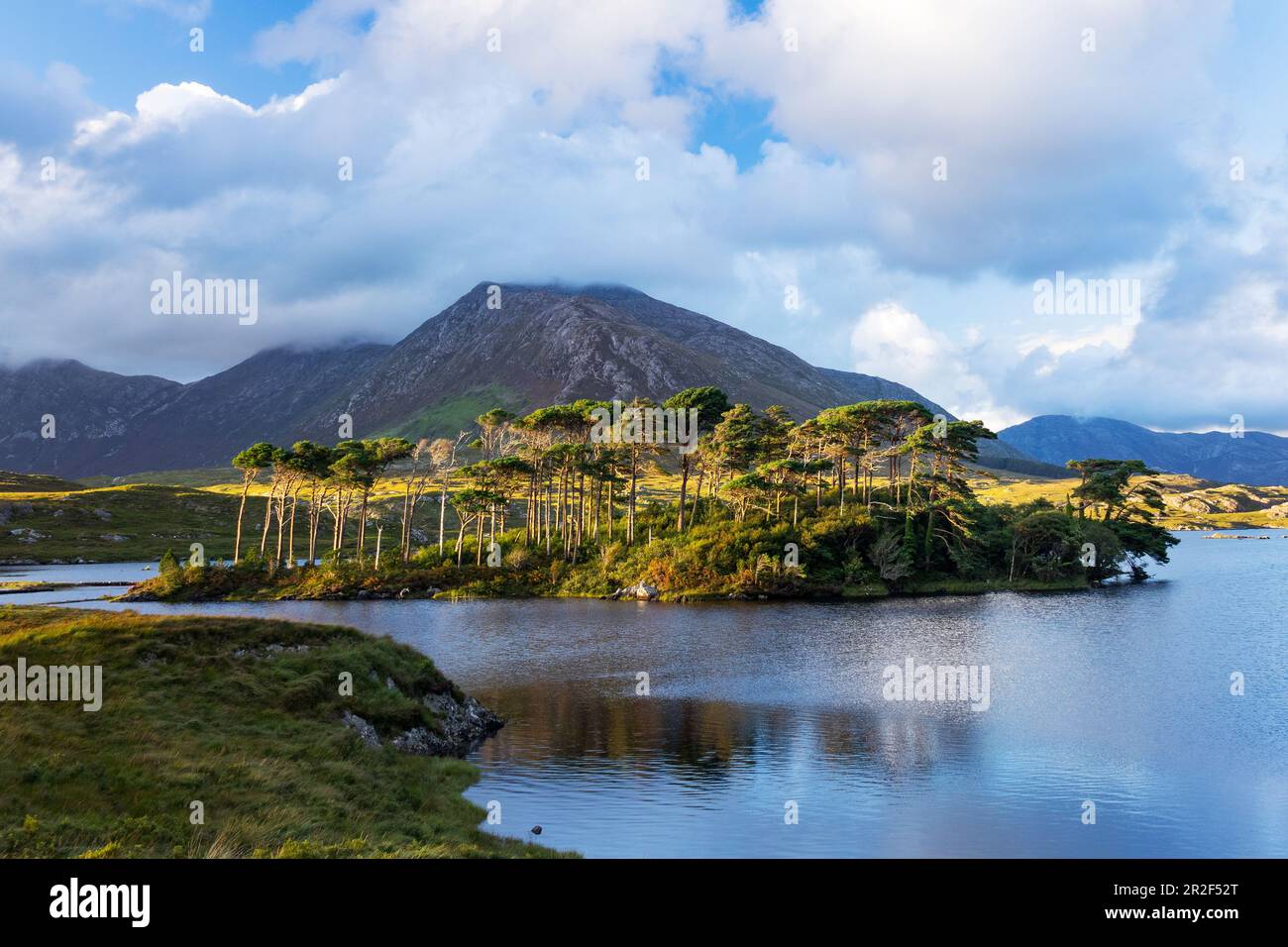 Pine Grove, Twelve Pines, Derryclare Lough, Connemara, Irland, Europa Stockfoto
