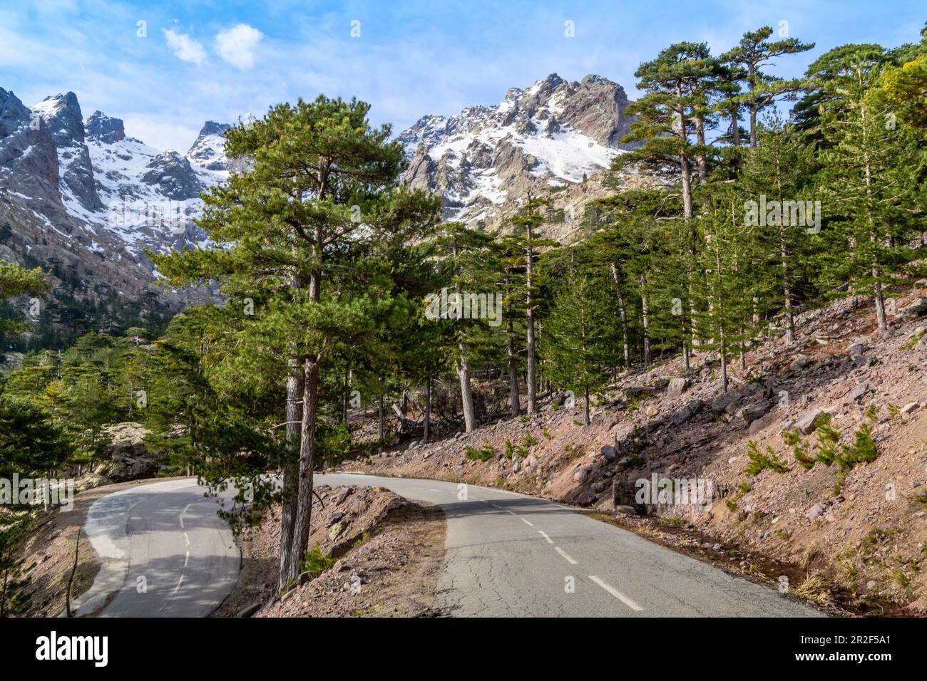 Gewundene Straße durch Pinienwälder vor den schneebedeckten Bergen - Monte Cinto, Haute Corse, Korsika Stockfoto