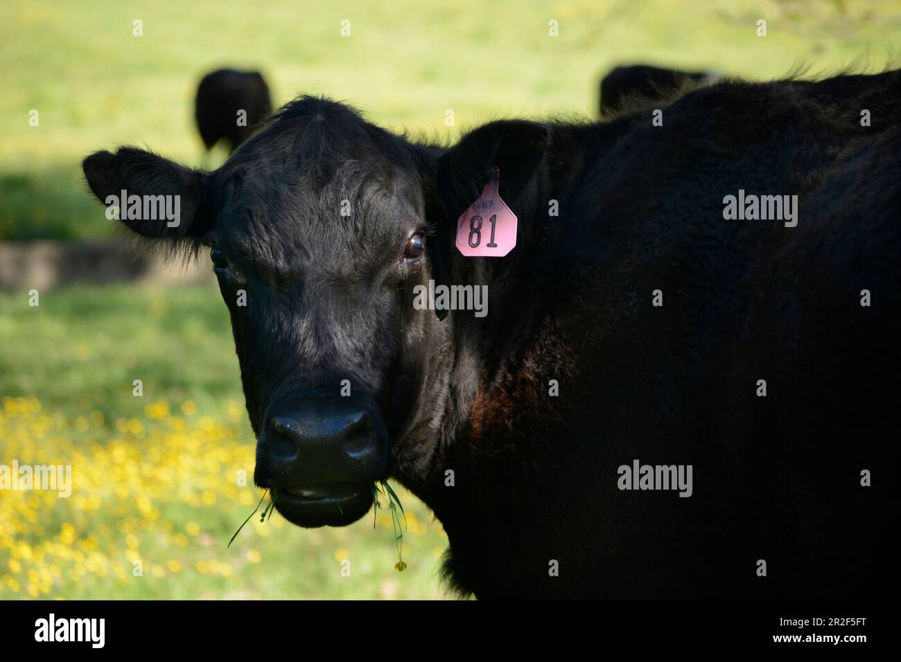 Im Südwesten Virginias, USA, grasen Rinder auf einer Weide Stockfoto