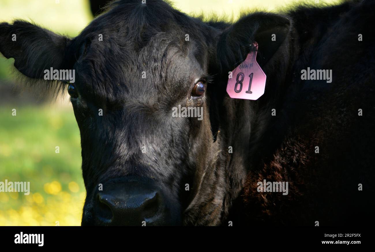 Im Südwesten Virginias, USA, grasen Rinder auf einer Weide Stockfoto