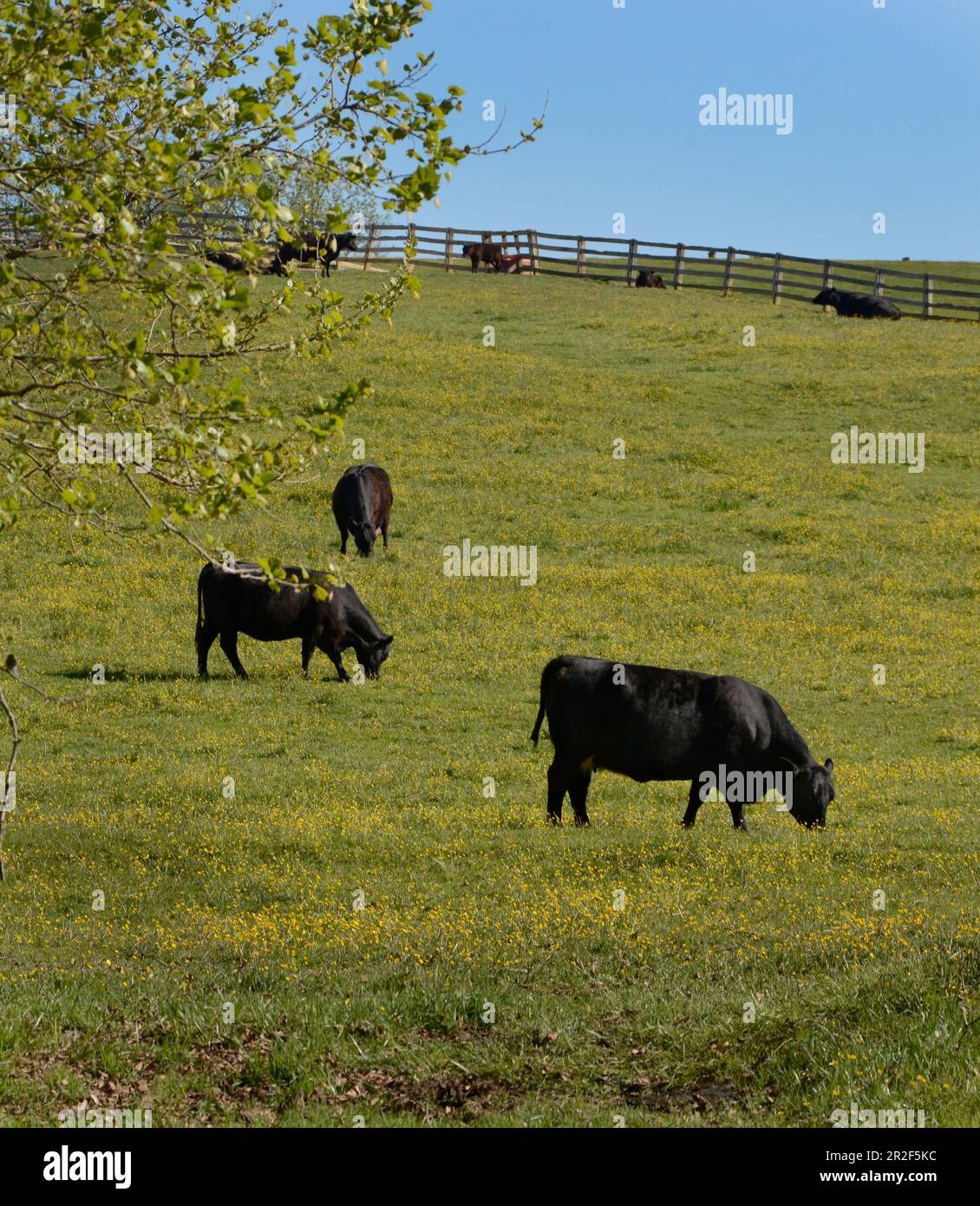 Im Südwesten Virginias, USA, grasen Rinder auf einer Weide Stockfoto