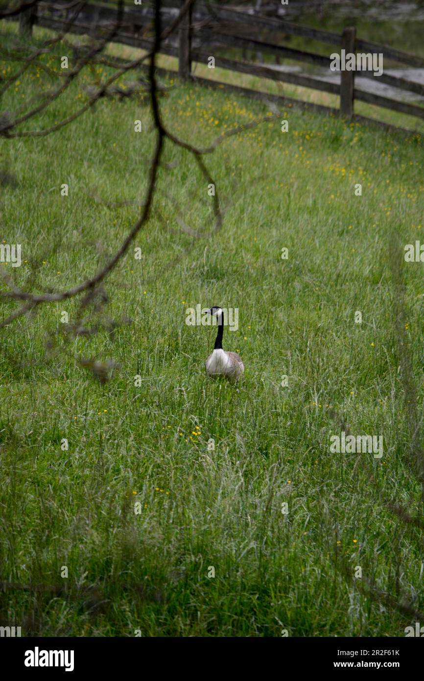 Eine Kanadagans (Branta canadensis) auf einem Feld in Virginia, USA. Stockfoto