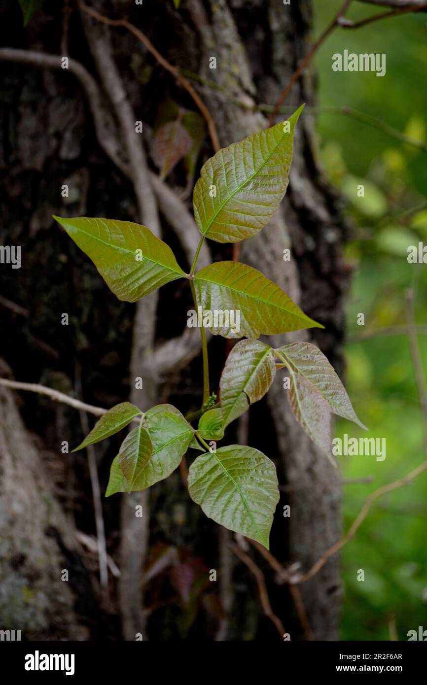 Gift Ivy (Toxicodendron radidicans) wächst in den Wäldern von Virginia, USA. Stockfoto