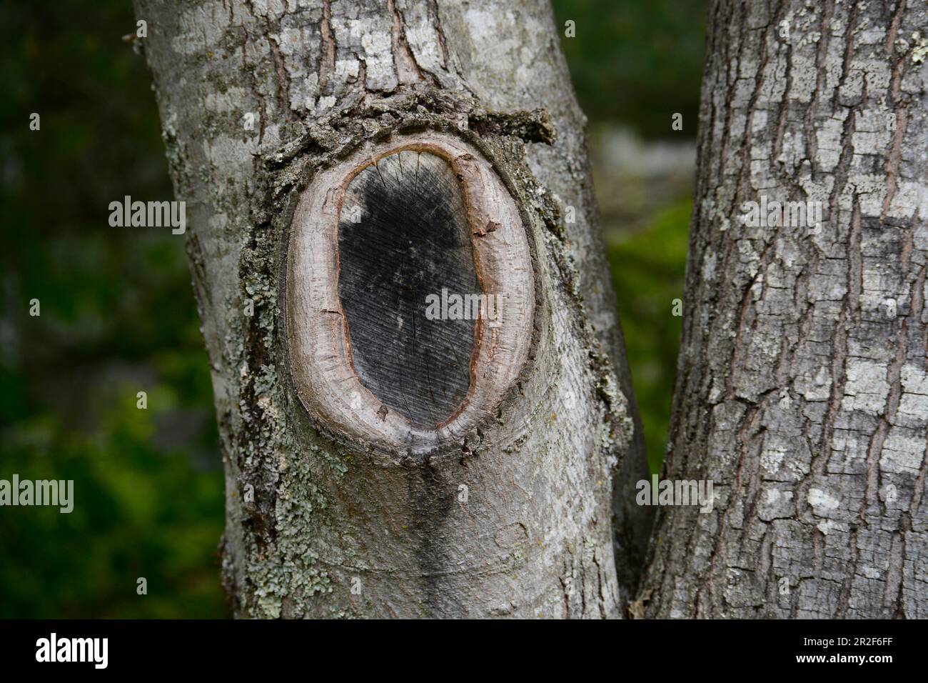 Eine verheilte Schnittwunde an einem Baum in Virginia, USA. Stockfoto