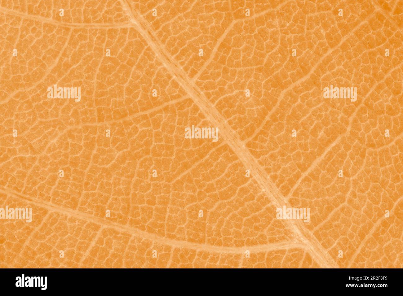 Abstrakter natürlicher Hintergrund: Nahaufnahme der Blattstruktur des Orangenaphorns Stockfoto
