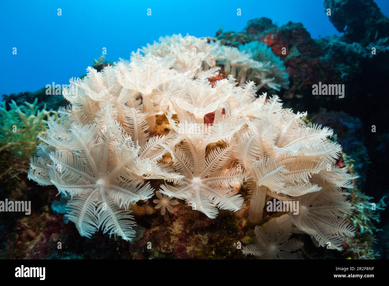 Feather soft Coral, Anthelia sp., New Ireland, Papua-Neuguinea Stockfoto