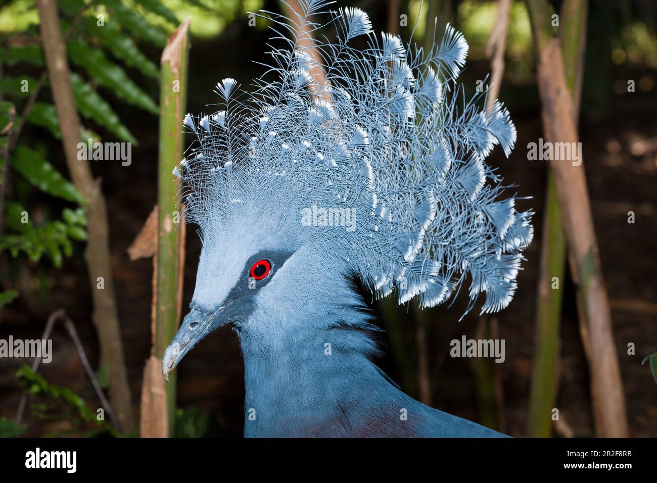 Victoria gekrönte Taube, Goura victoria, Papua-Neuguinea Stockfoto